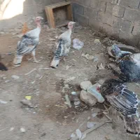 بقلمون نر ماده|حیوانات مزرعه|زابل, |دیوار