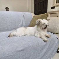 ماده شیتزو دو ساله|سگ|کرج, مهرویلا جنوبی|دیوار