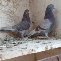 کفتر پرشی|پرنده|ساوه, |دیوار