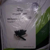 بذر خیار گلخانه ای