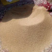 گندم