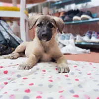 واگذاری دو قلاده سگ شناسنامه دار|سگ|مشهد, ویلاشهر|دیوار