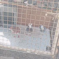 کفتر‌طوقی‌و‌‌شازده