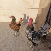 دو جفت مرغ و خروس بالغ مینیاتوری