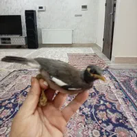 مرغ مینا