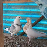 تعدادی کبوتر|پرنده|کرج, آق تپه|دیوار