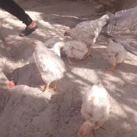 ۷عدد جوجه گوشتی قیمت مناسب