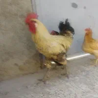 با سلام خروس لری به فروش می‌رسد