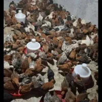 جوجه محلی گلپایگان