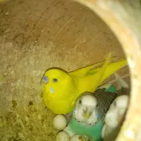 مرغ عشق دستی مخصوص بچه ها