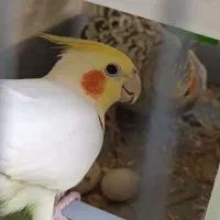 جفت طوطی عروس هلندی|پرنده|اقبالیه, |دیوار