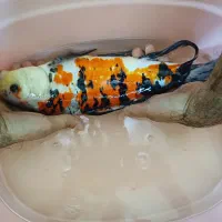 انواع کوی و گوپی آنجل و...