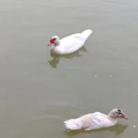 اردک روسی و اسرائیلی اصل|حیوانات مزرعه|گرگان, |دیوار