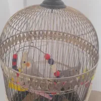 قفس عروس هلندی