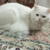 گربه پرشین و اسکاتیش ، نر و ماده