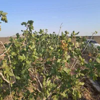 زمین کشاورزی بسطام