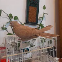 ماده زرد عطیقه|پرنده|کاشان, لتحر|دیوار