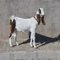 کولار پاکستانی گوش بلند