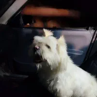 سگ شیتزو|سگ|شیروان (خراسان), |دیوار