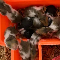 همستر نوزاد