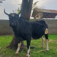 گاو چالوسی آث|حیوانات مزرعه|گوراب زرمیخ, |دیوار