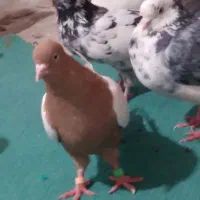 کفترتزیینی وپرشی|پرنده|قم, لسانی|دیوار