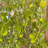 امتیاز کافه باغ هزار و یک شب