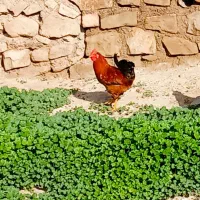 ۳تا خروس چاق|خوردنی و آشامیدنی|مسجد سلیمان, |دیوار