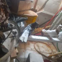 سه عدد کبوتر یک جفت طوقی زرد یک سرور دم سفید
