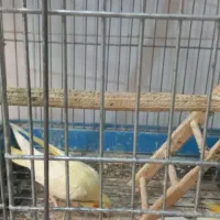 عروس هلندی مو لد|پرنده|کرج, آق تپه|دیوار