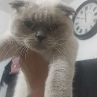 سه گربه اسکاتیش بلو و بلو پوینت|گربه|تهران, استاد معین|دیوار