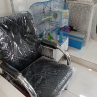 طوطی برزیلی نرو ماده