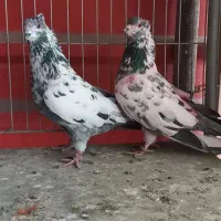 چند جفت کفتر پرشی دهن جور