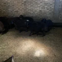 بره نر پاییزی