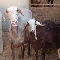 گوسفند ور مار و نر شال تخمی|حیوانات مزرعه|قائم‌شهر, |دیوار