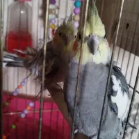 یک جفت عروس هلندی مولد|پرنده|مشهد, جاهد شهر|دیوار