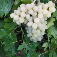 باغچه-سنددار-سرسبز