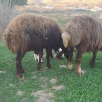 میش وبره سرحال