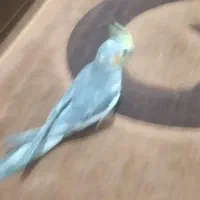 معاوضه جفت عروس پاریس اهلی با تبلت