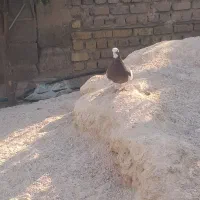 کبوتر طوقی نر فروشی