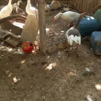 قاز|پرنده|زند, |دیوار