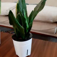 سانسوریا ابلق و سبز هیدروپونیک|گل و گیاه طبیعی|زابل, |دیوار