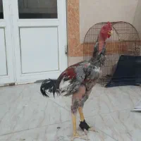 دوتا خروس لاری