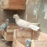 کوهی کرم و اشعل