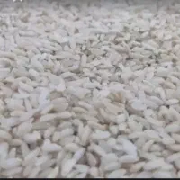 برنج چمپای کلات