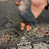 طوطی برزیلی دستی|پرنده|گلستان (تهران), |دیوار