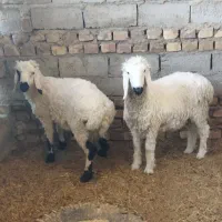 بره نر|حیوانات مزرعه|زابل, |دیوار