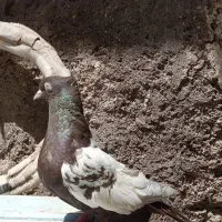 کبوتر ماده سینه ای قهویی چشم نوک سفید