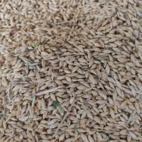 جو بومی درجه یک