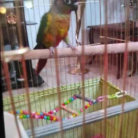 طوطی گرینجیک